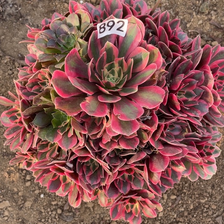 无花朵892女妖多肉植物