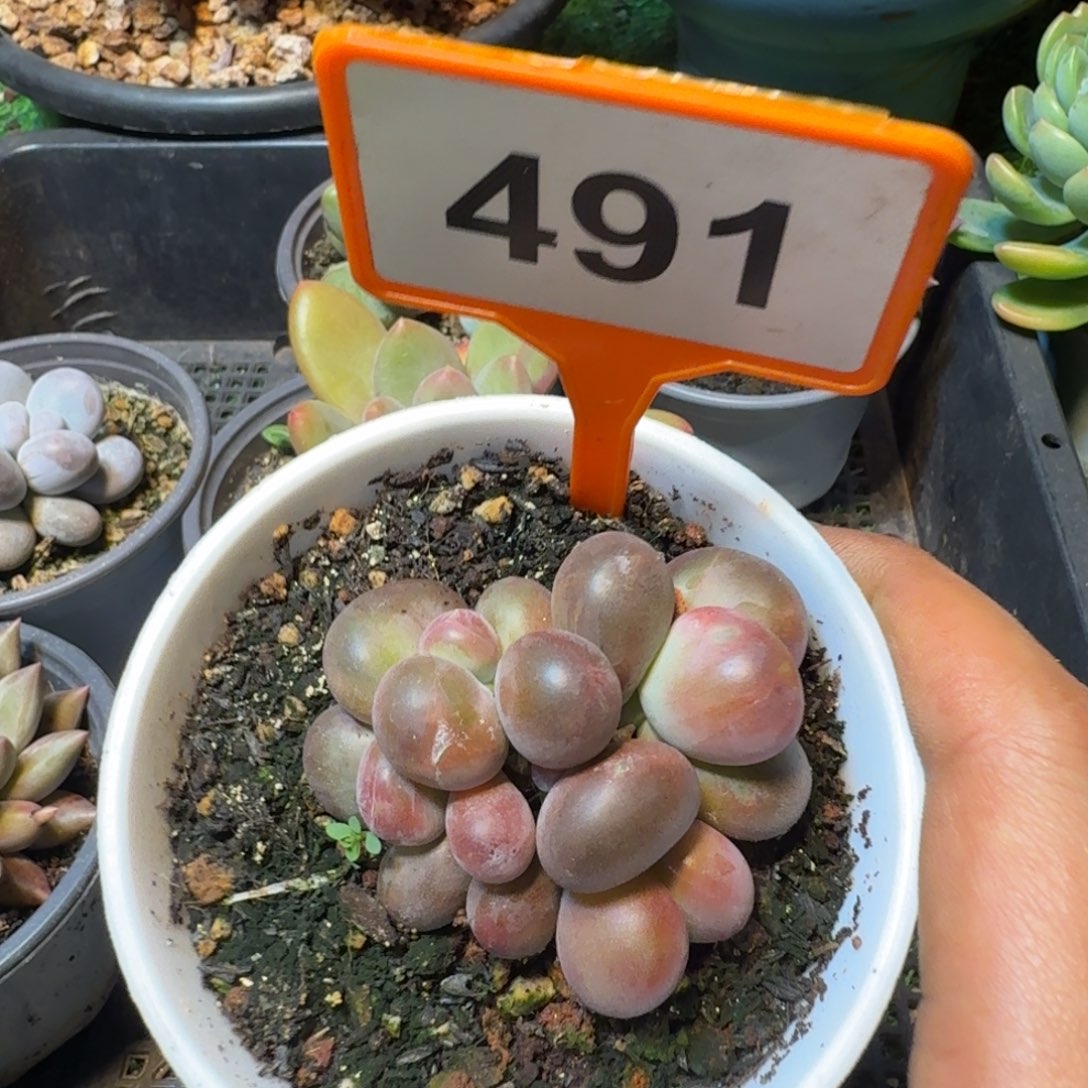 多肉植物胖体x系491