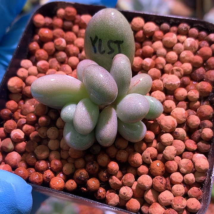 月亮石奶酪锦多肉植物