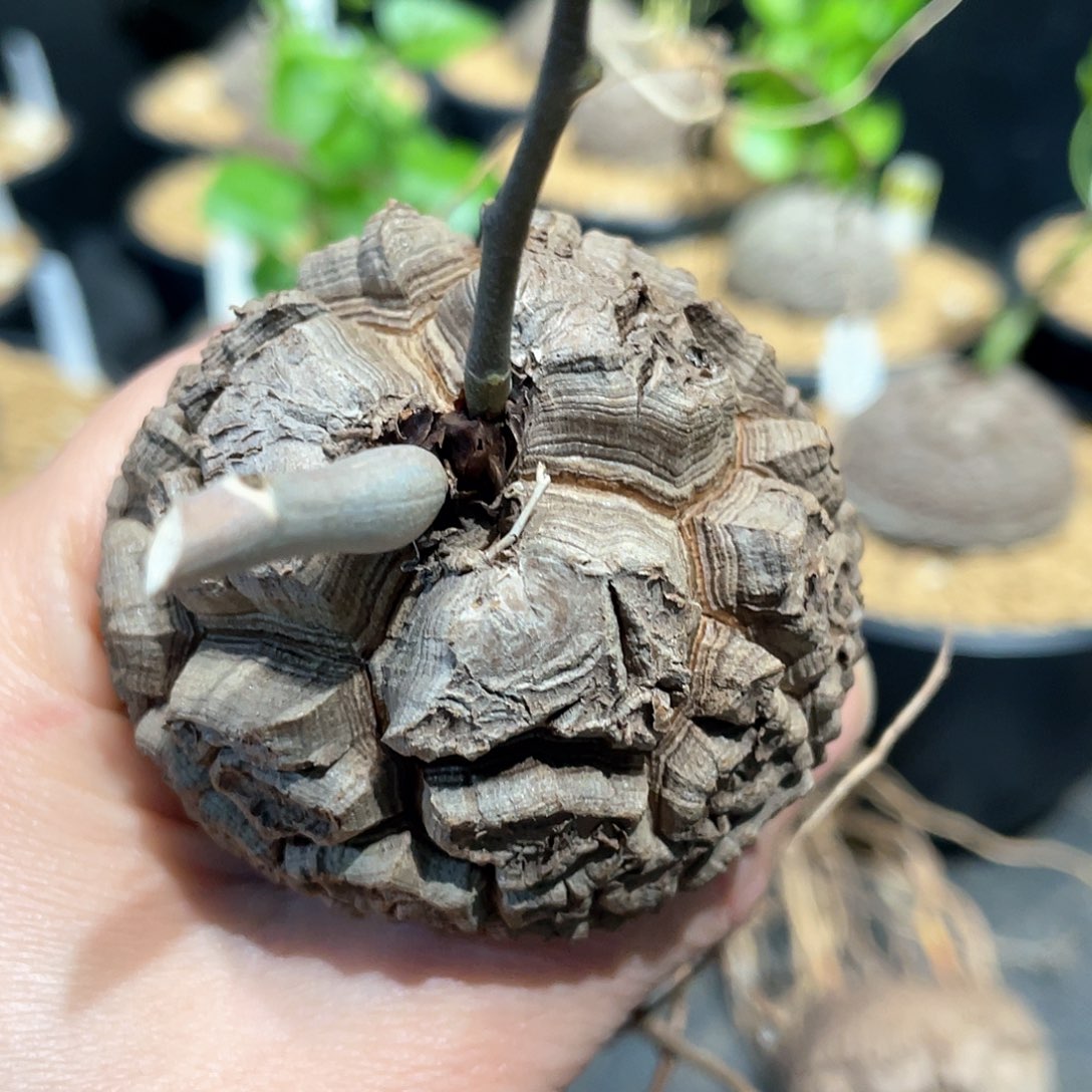 1号日系剑甲龟5.6公分