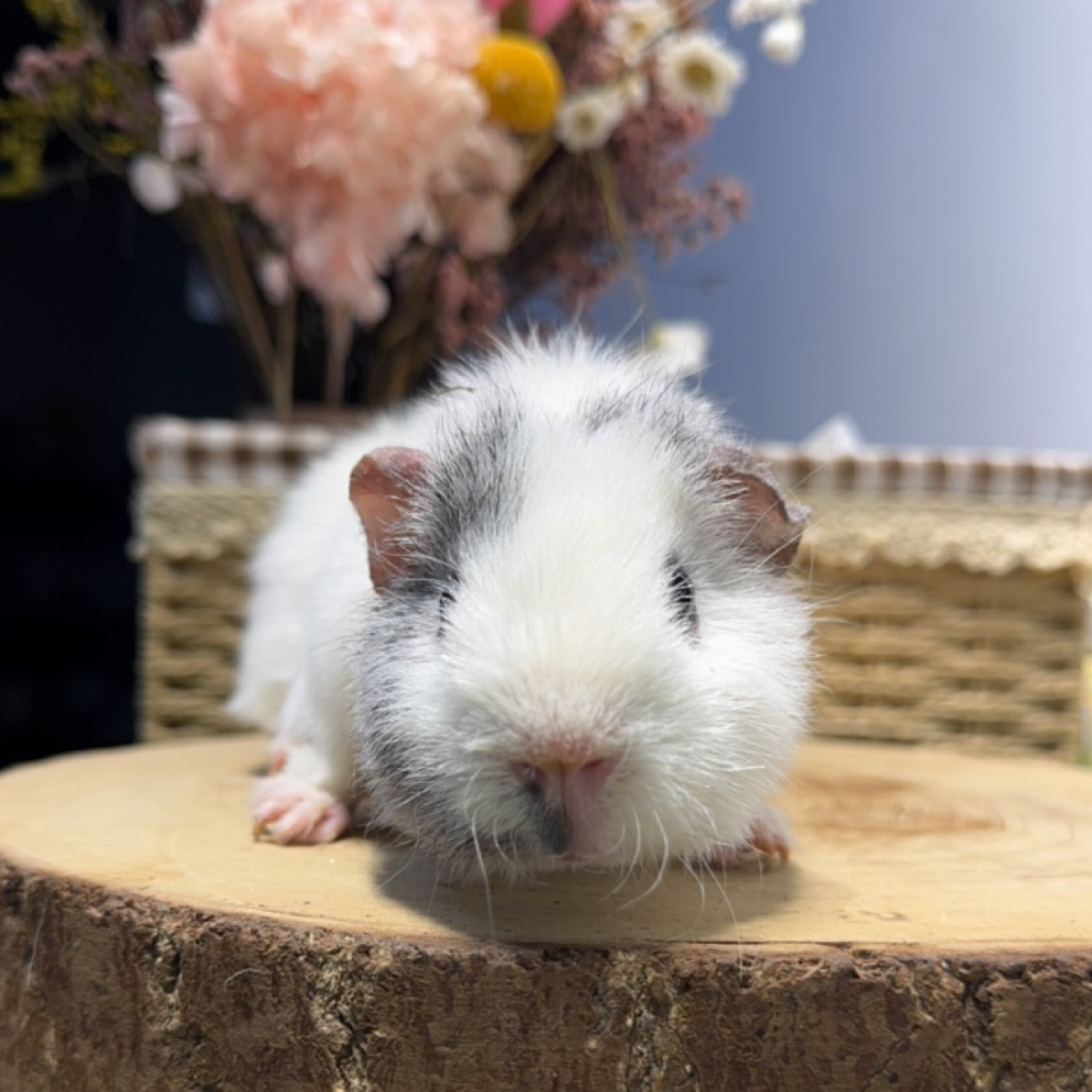 雕灰白美泰妹妹豚鼠