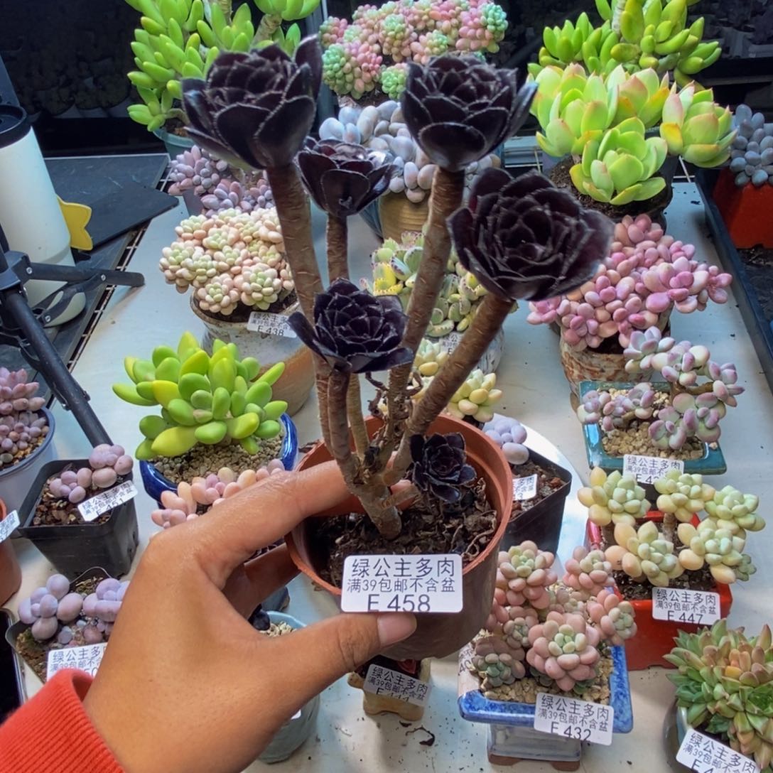 458丸叶法师多肉有砍