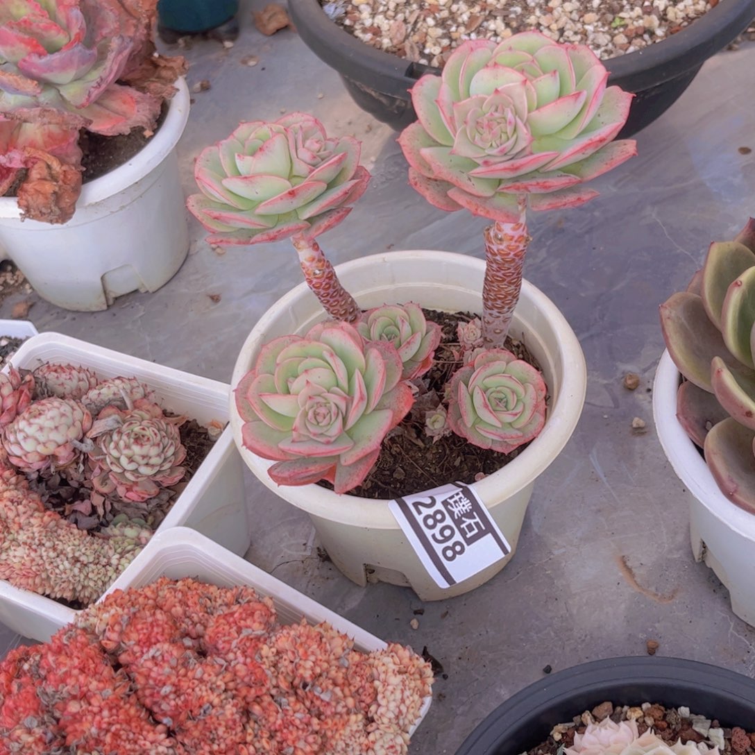 克罗地亚玫瑰多肉植物2898