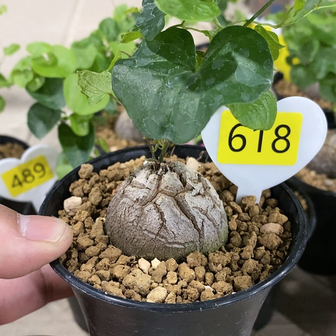 南非龟甲龙龟甲龙