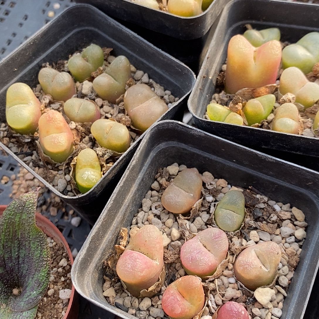 1043毛汉尼一盒。       