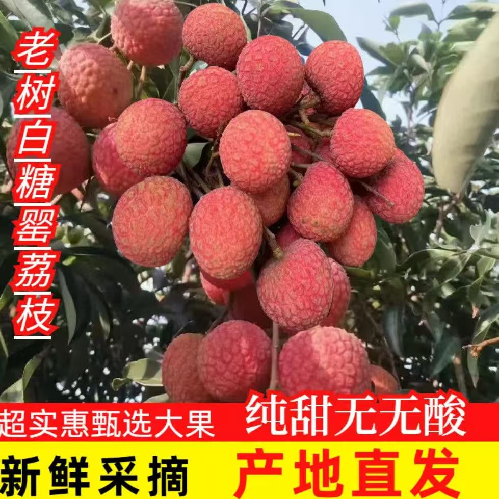 广东高州老树荔枝白糖罂新鲜精品高端应季水果现摘现发DM2
