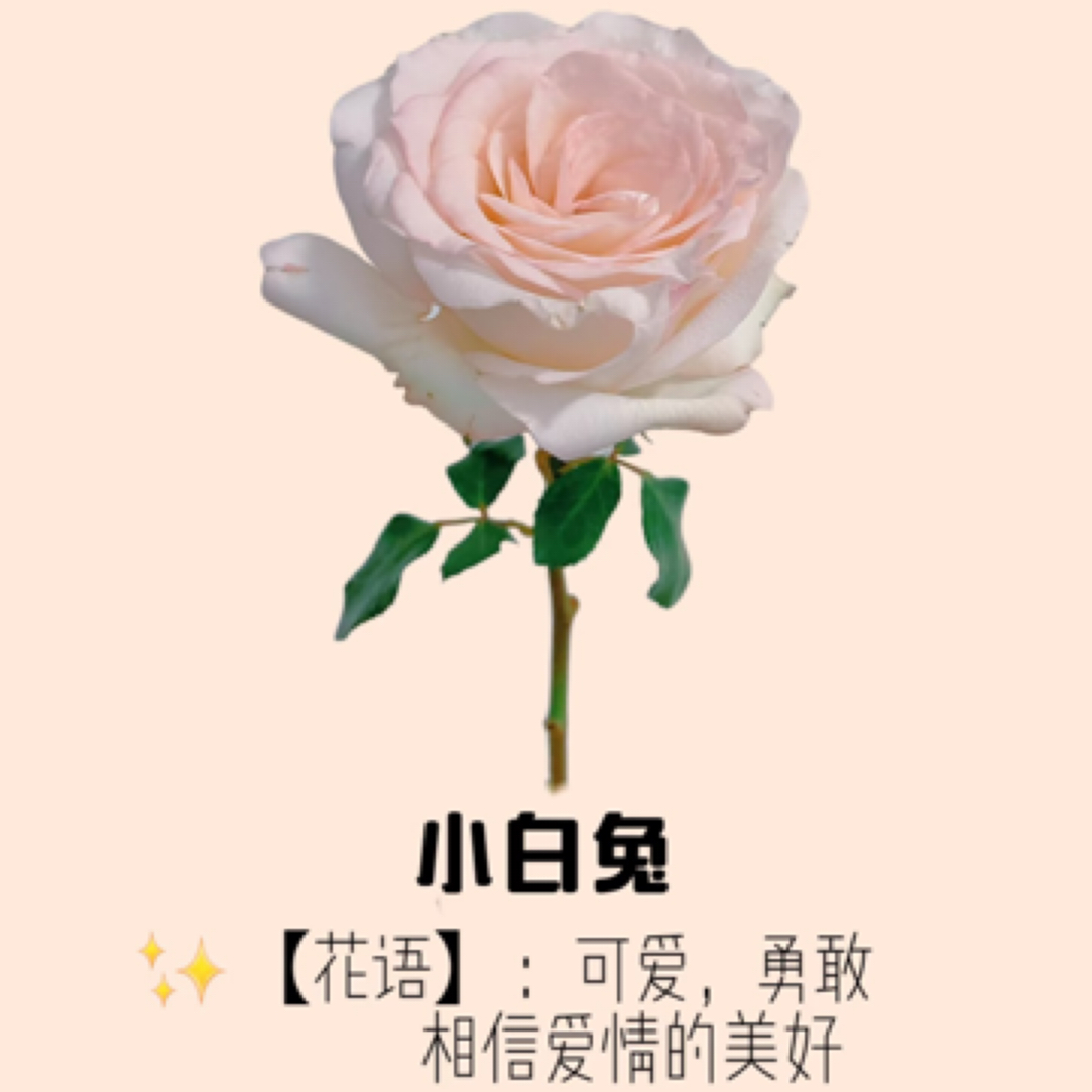【只发新疆】小白兔单头玫瑰16支（4支内损伤坏不赔付）