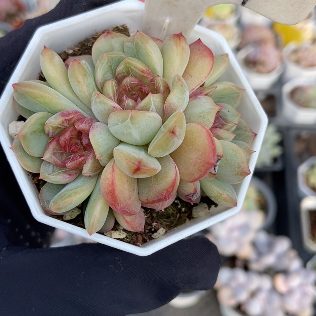 587糖果珍妮多肉植物