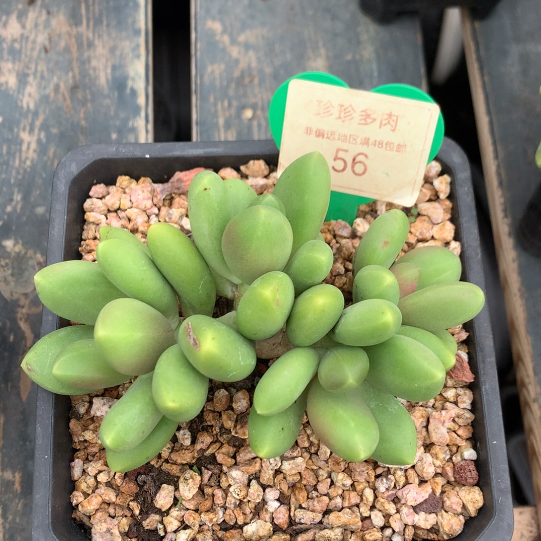芒果奶无砍平头56
