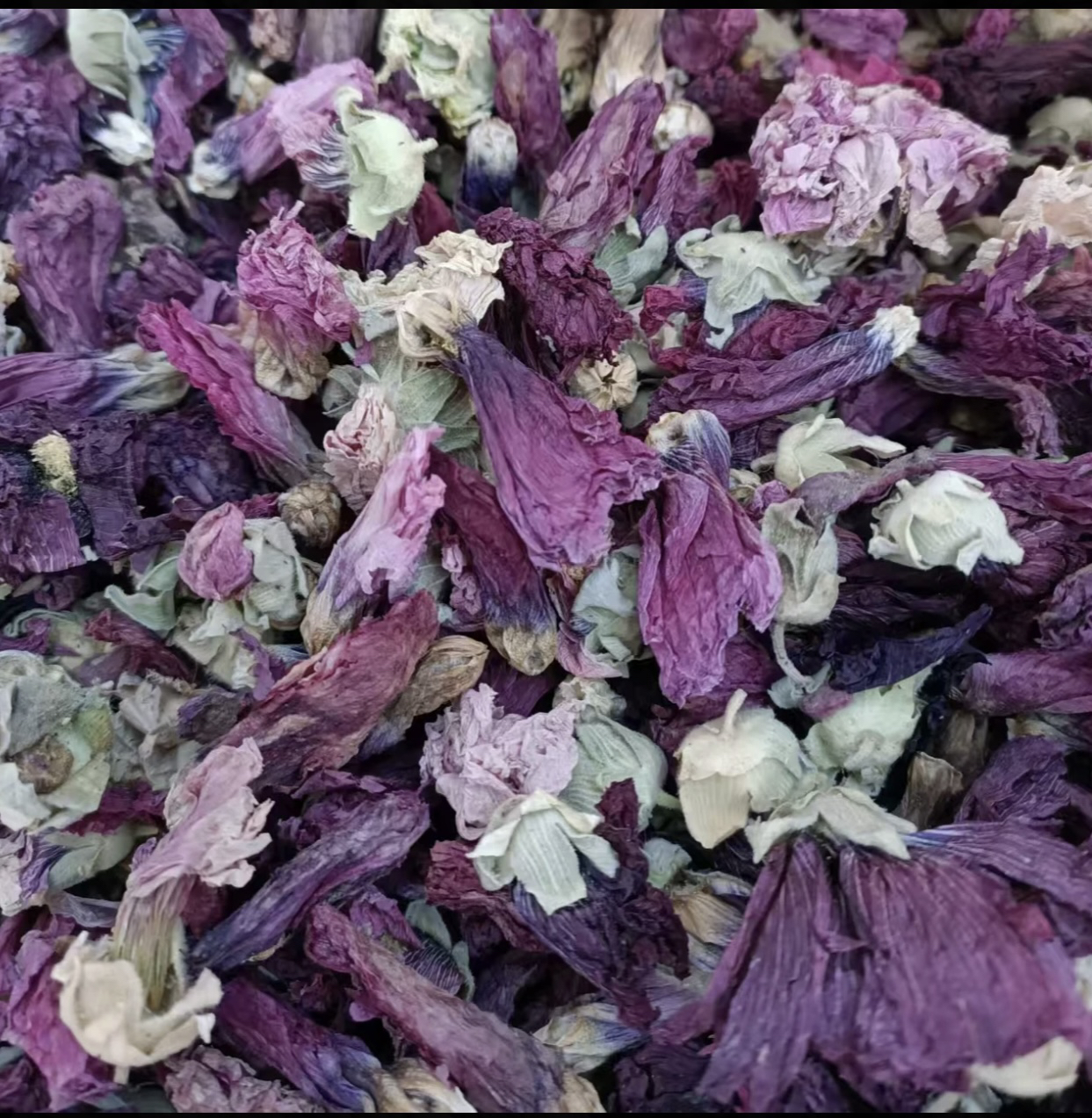 【现收山货】云南高山九品仙水莲100g[可搭配枸杞泡水]