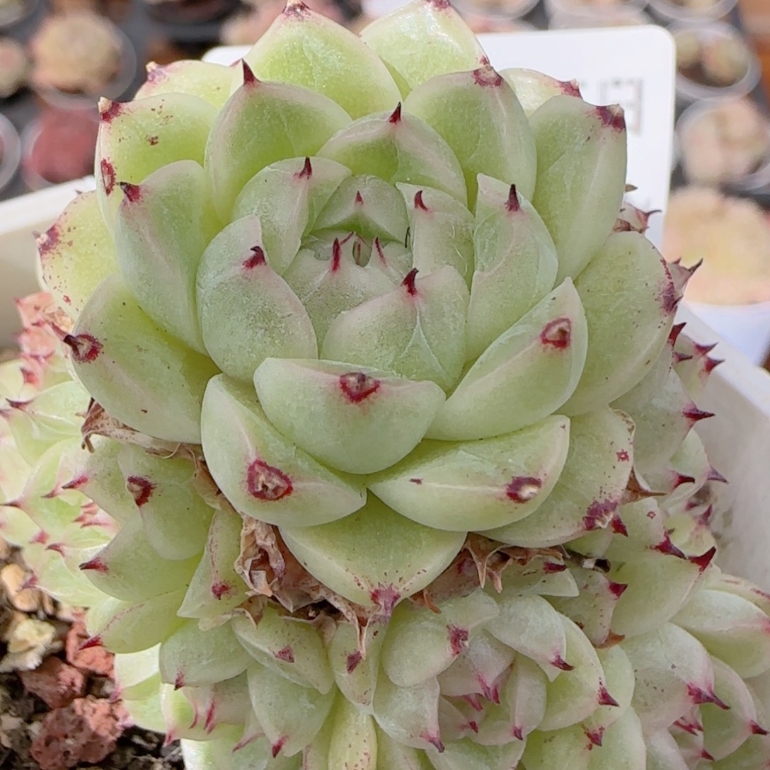 花语多肉1226-263魔仙散