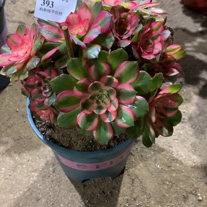 393荔枝多肉植物特价
