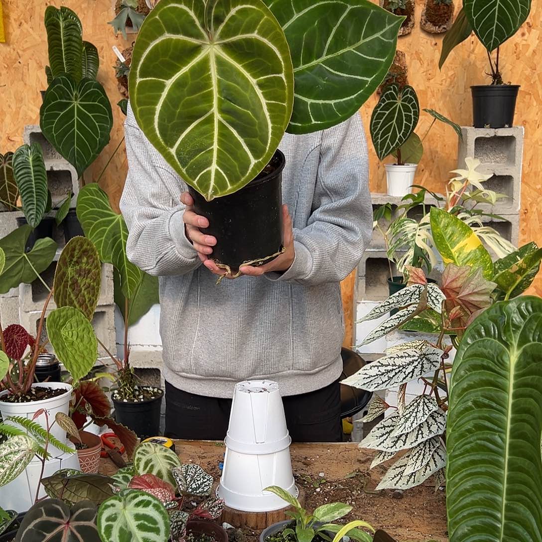 完全开放C26老桩花烛