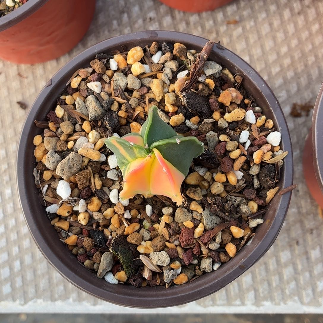 相****无花朵鸾锦！！！！！！！