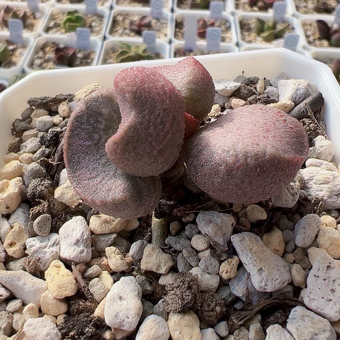 实生水泡，21年老桩，带盆发货。