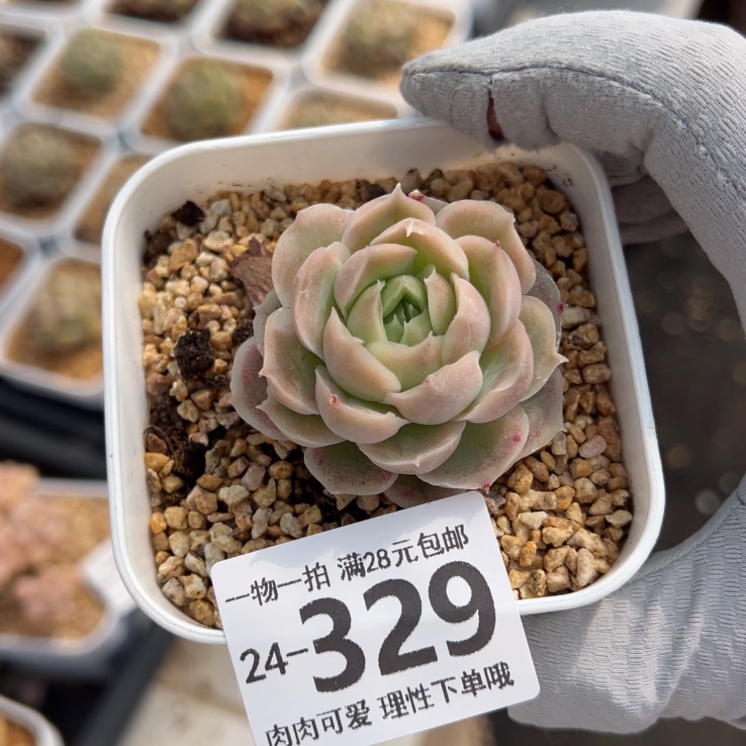 水晶虾饺多肉多肉多肉多肉多肉