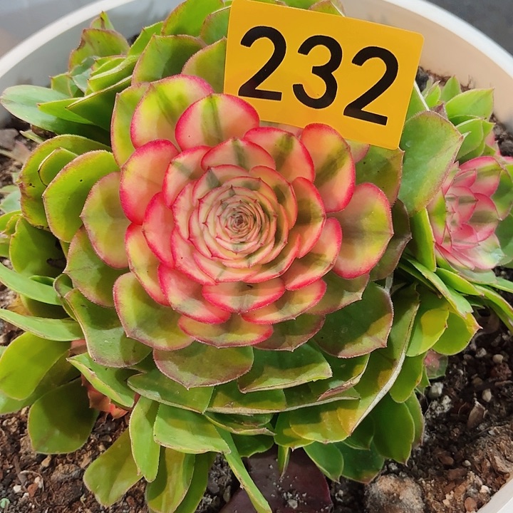 多肉植物福利232