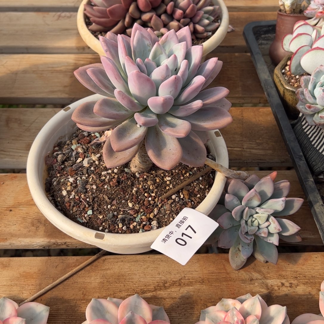 017多肉植物保护研究所