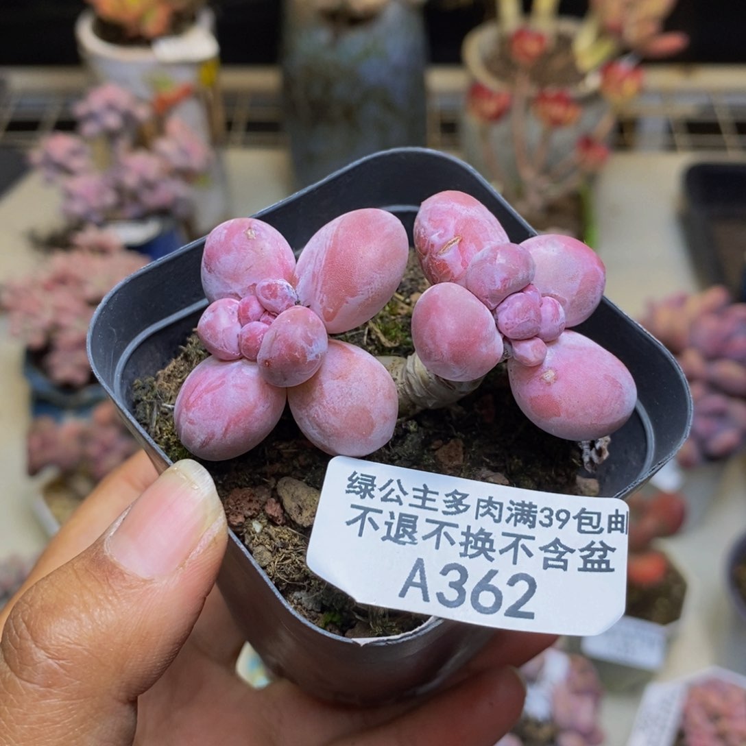 362香玉多肉4c m