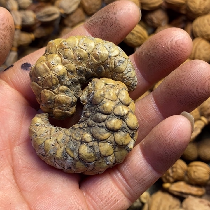 吊坠桃核东北特产83