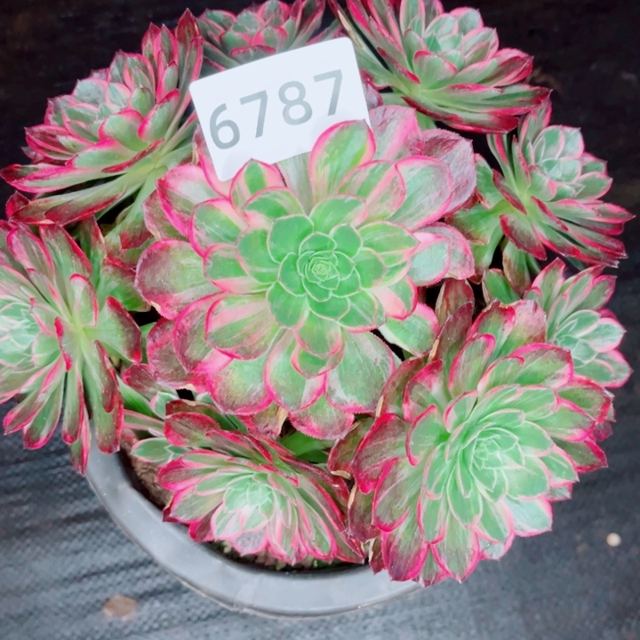 万彩灯开播福利发货