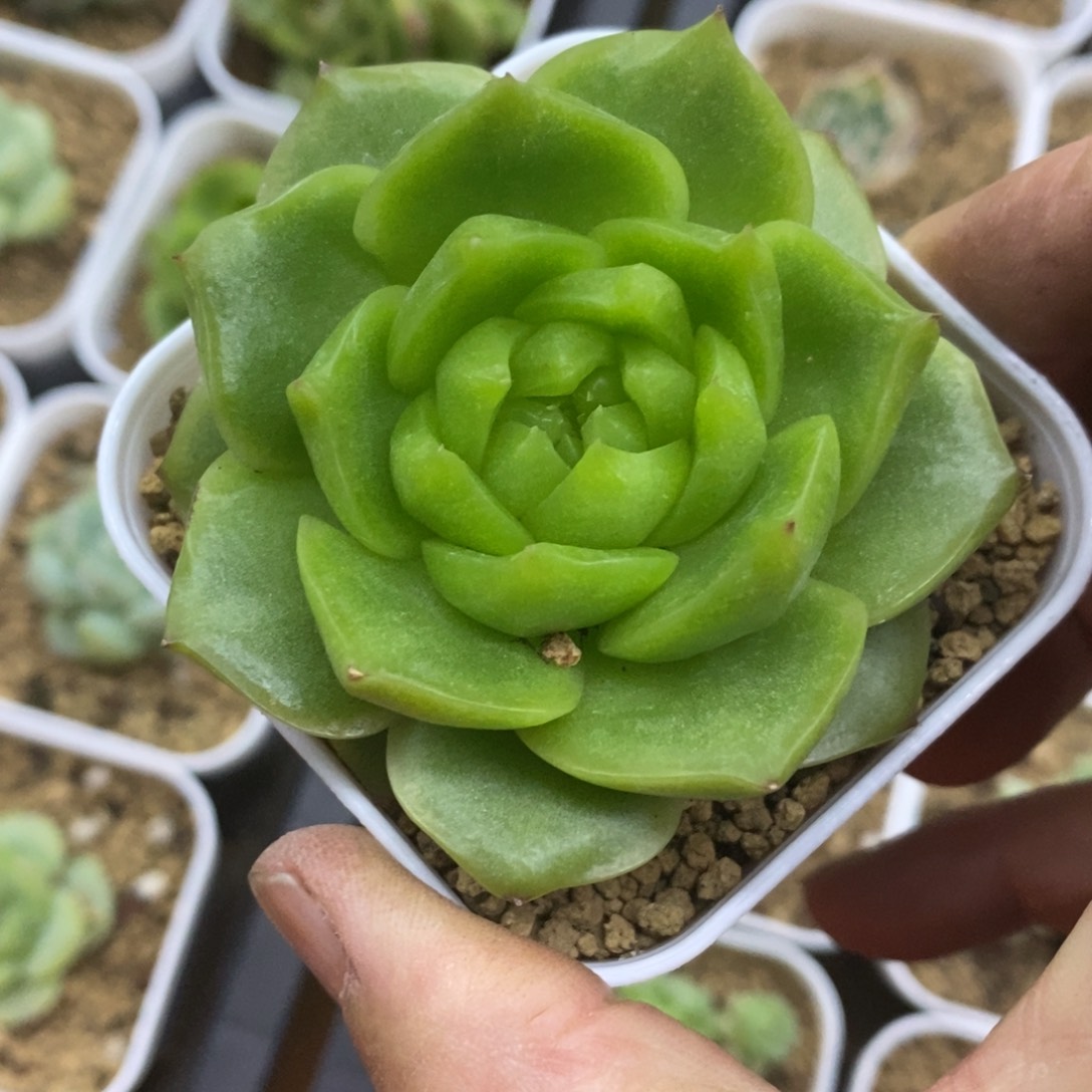 精品多肉一物一拍不包整210