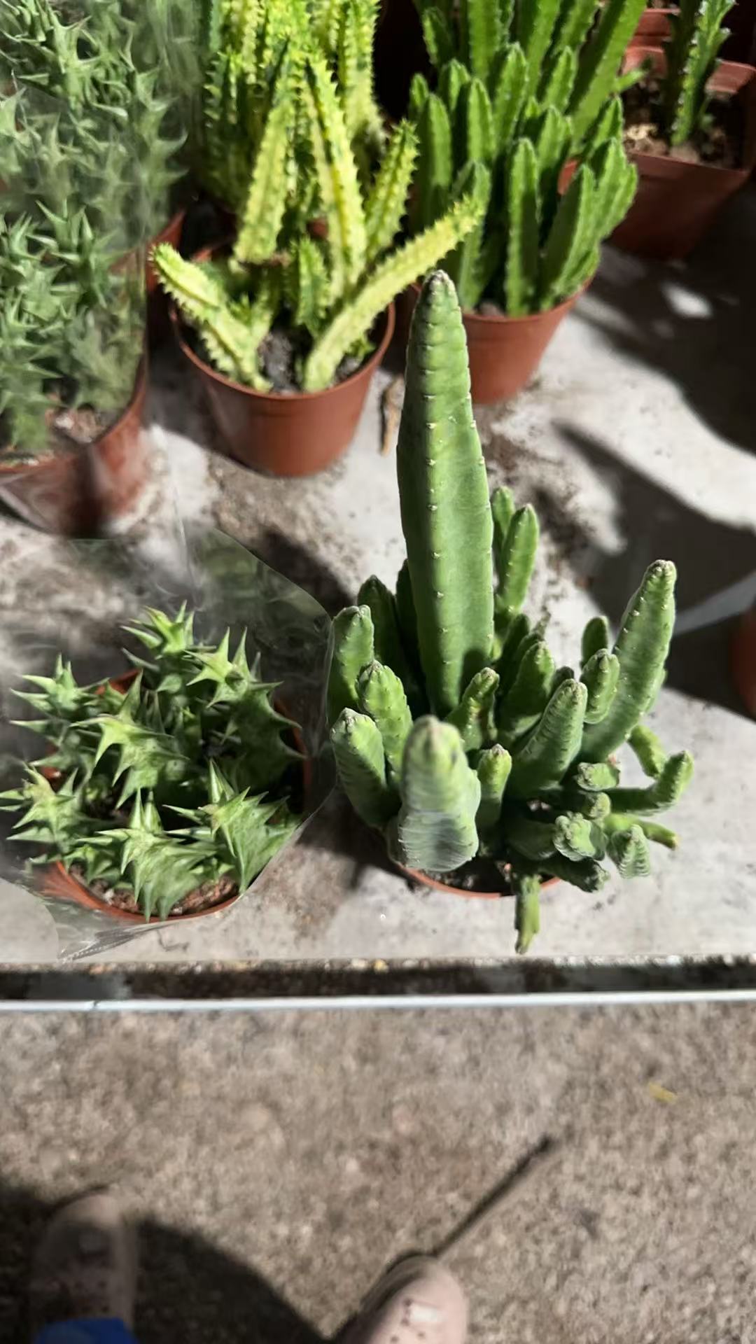 满十八包邮【钟楼阁+紫龙角萝摩两盆】