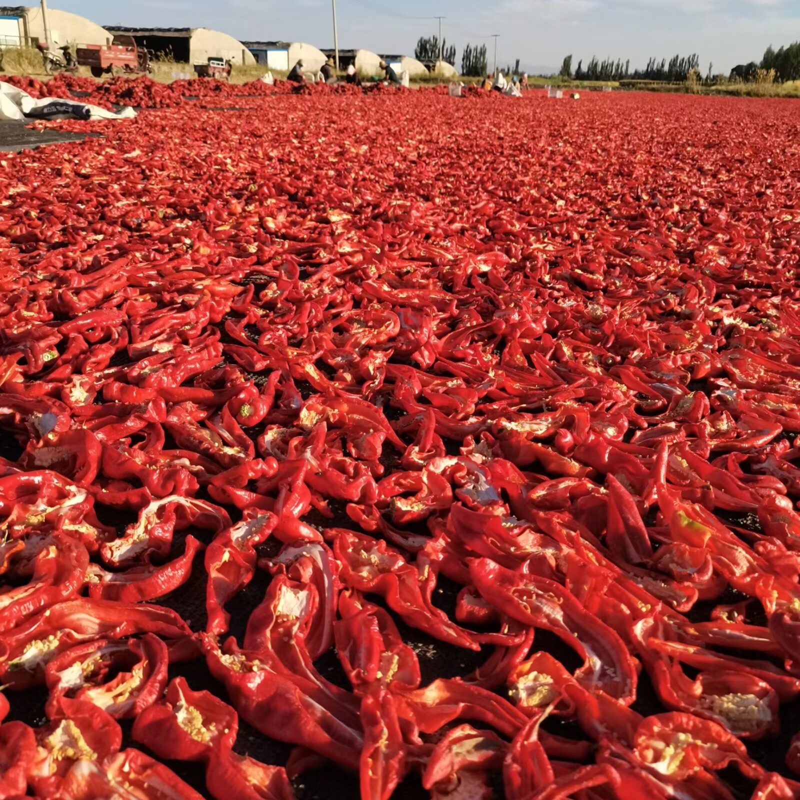 新疆博湖/平晒猪大肠厚肉辣皮子/微辣香甜2025年新货