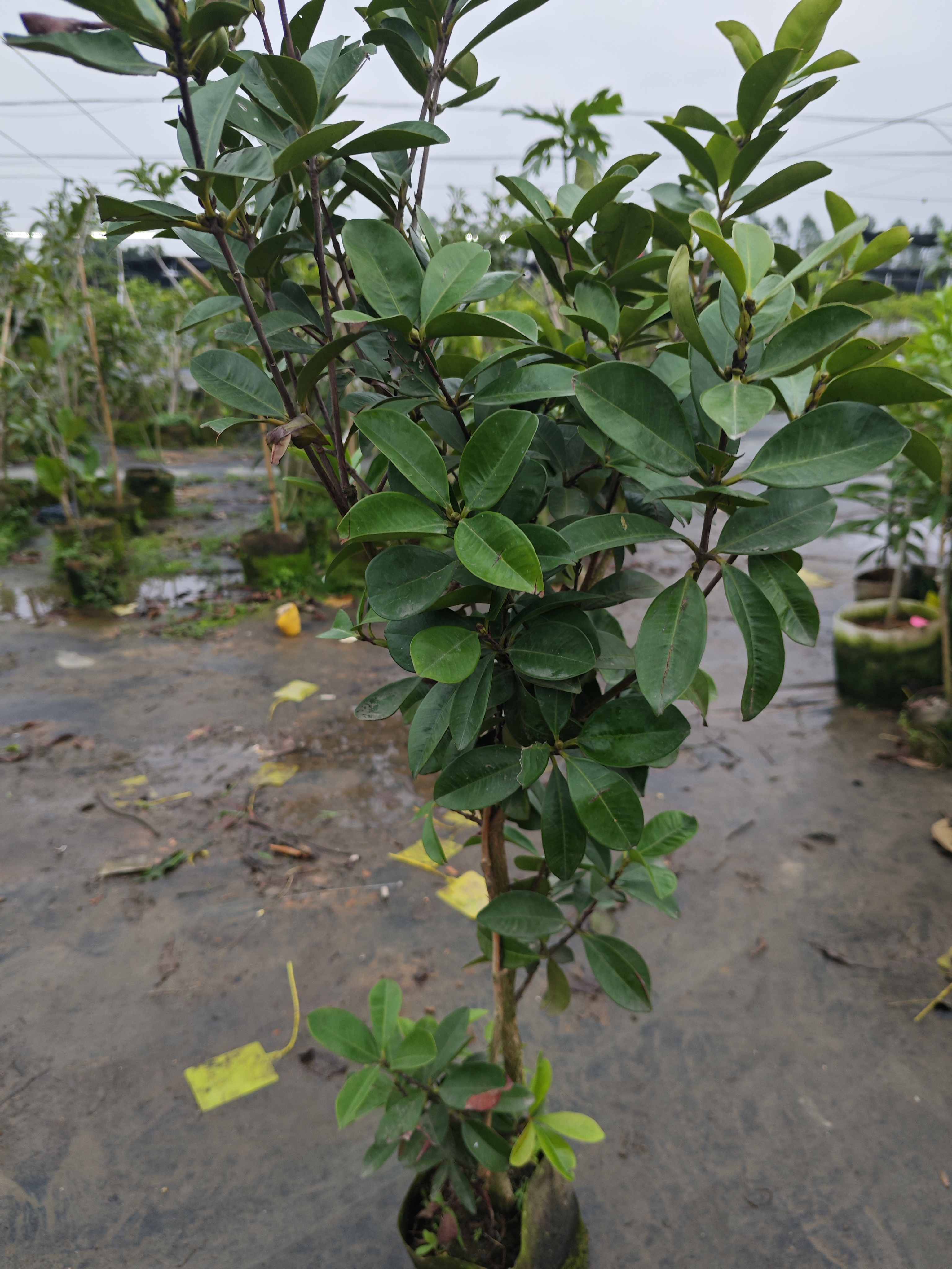 直播绿植福袋