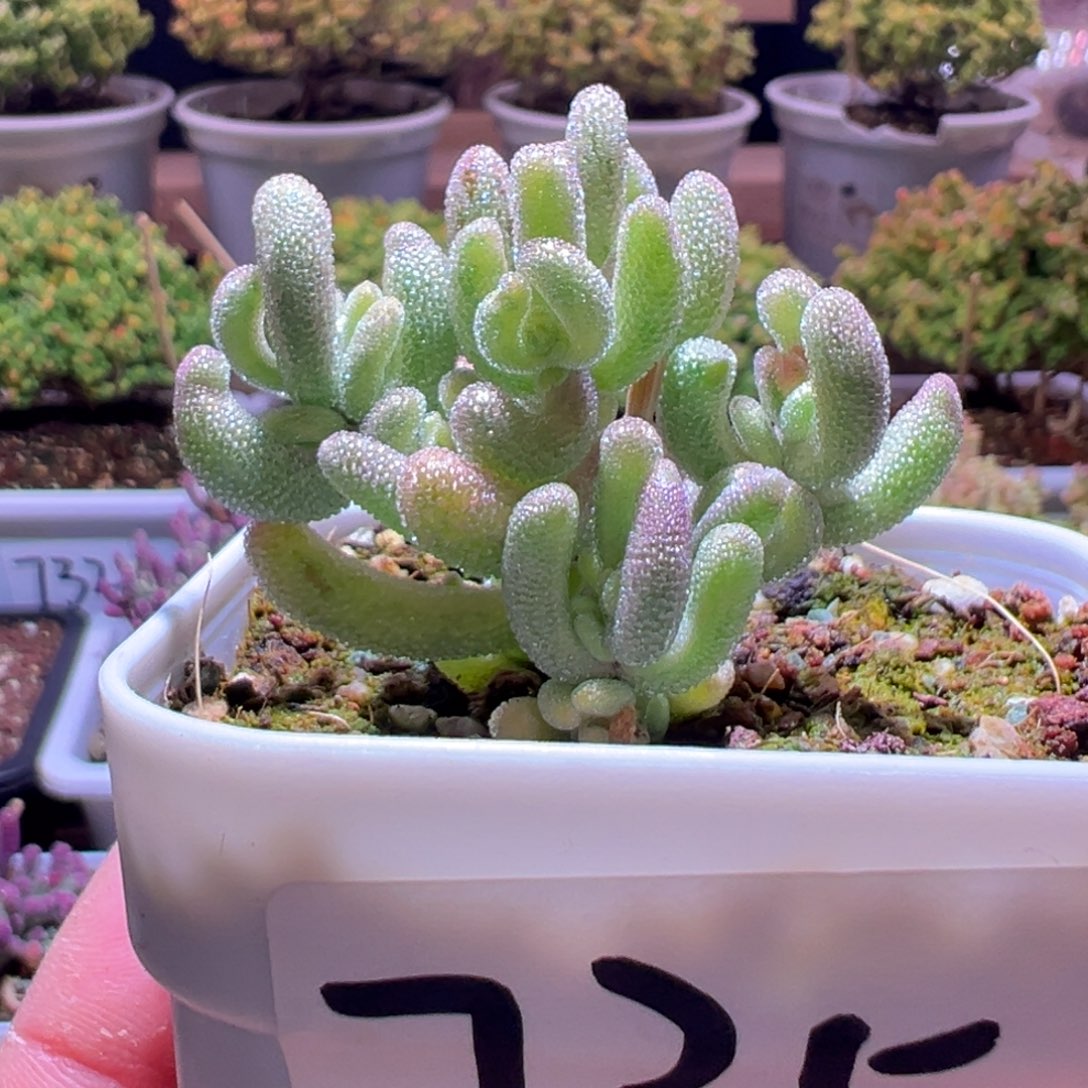 735紫闪光一物一拍包开箱