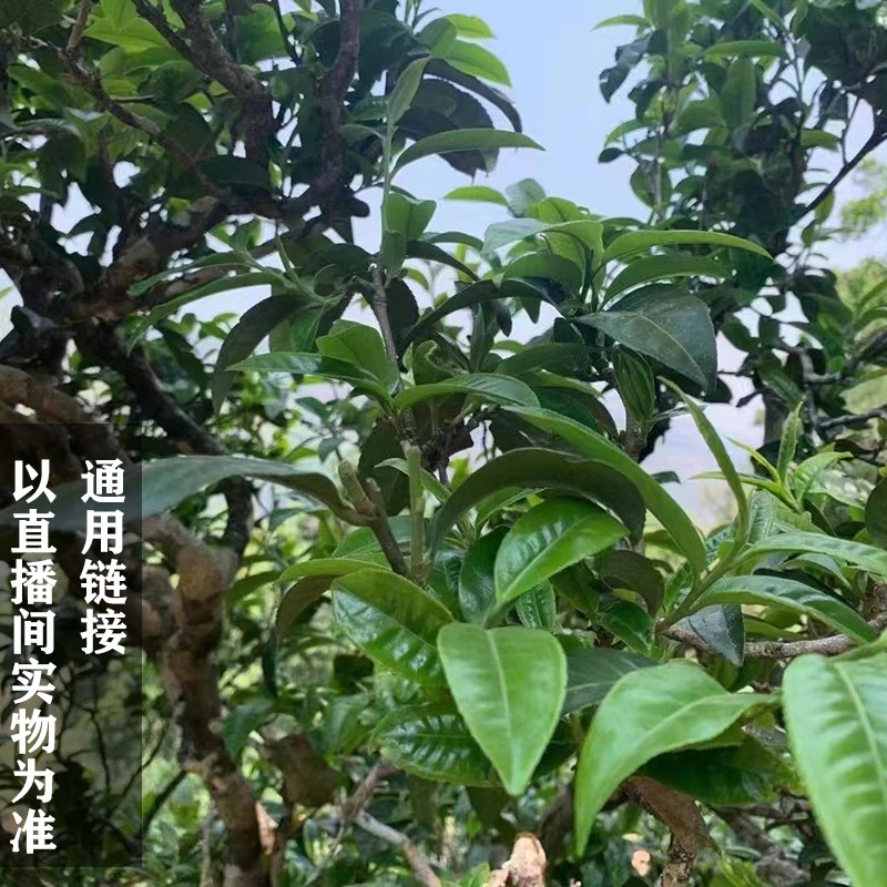 2024年嶍崆古树生茶龙珠 一颗8g