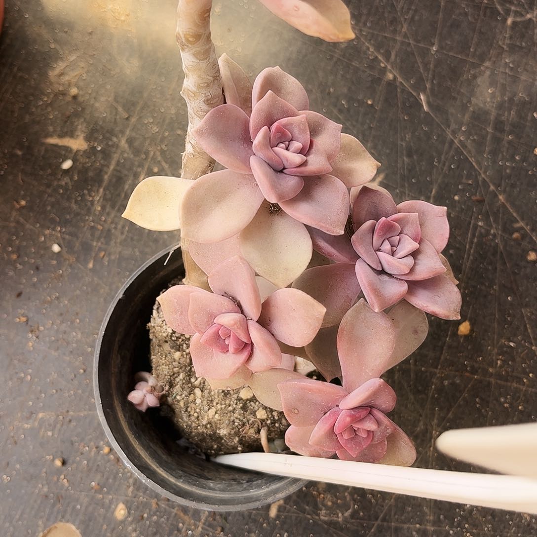 153哈哈哈哈哈哈哈