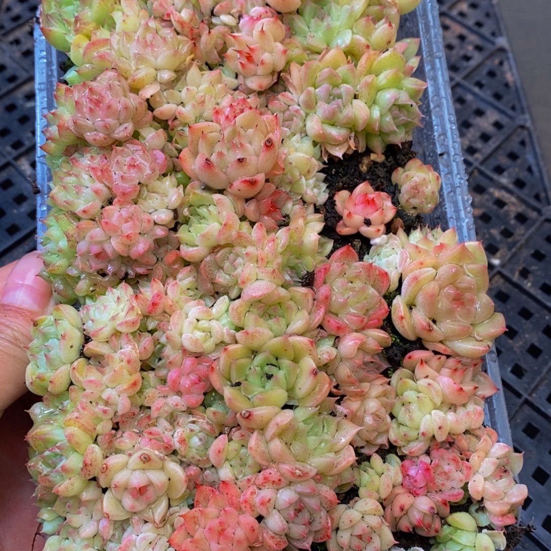 323多肉植物保护研究所所长助理