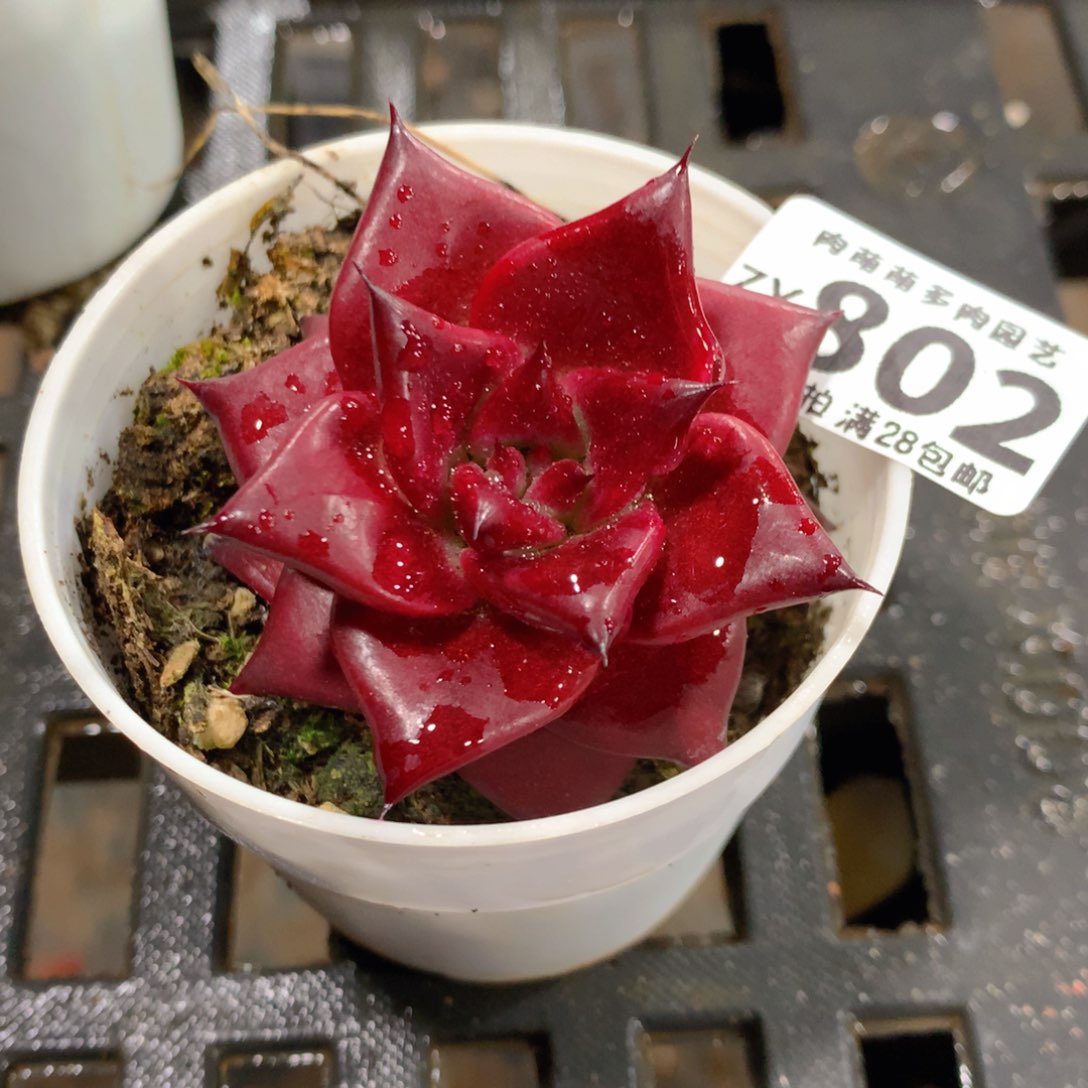 肉萌萌拇指盆精控多肉ZY802