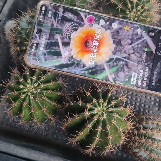 仙人球彩草凤舞侧芽