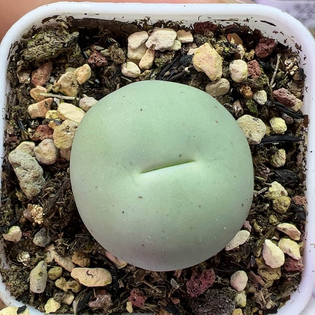 723鸽子蛋带盆土发货