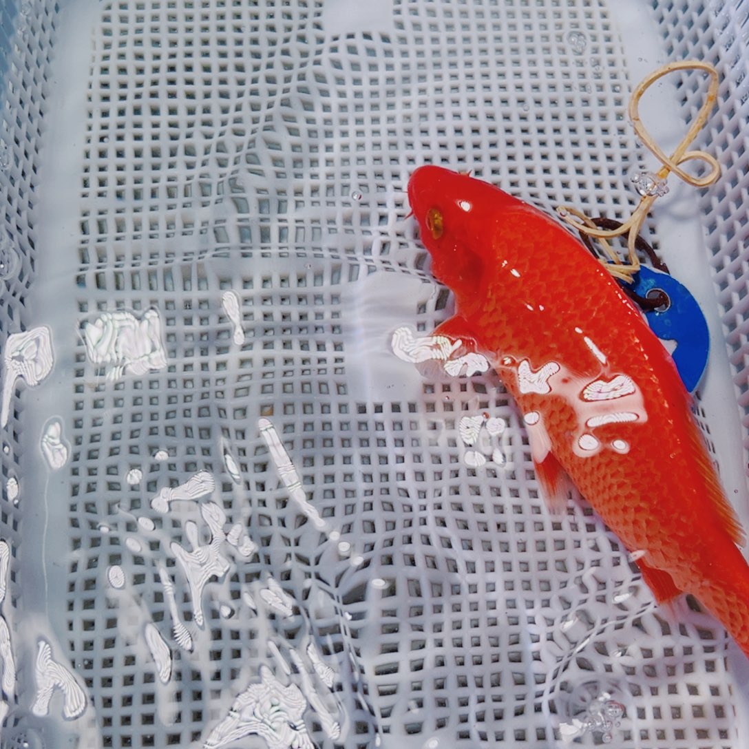 锦鲤锦鲤冷水观赏鱼21