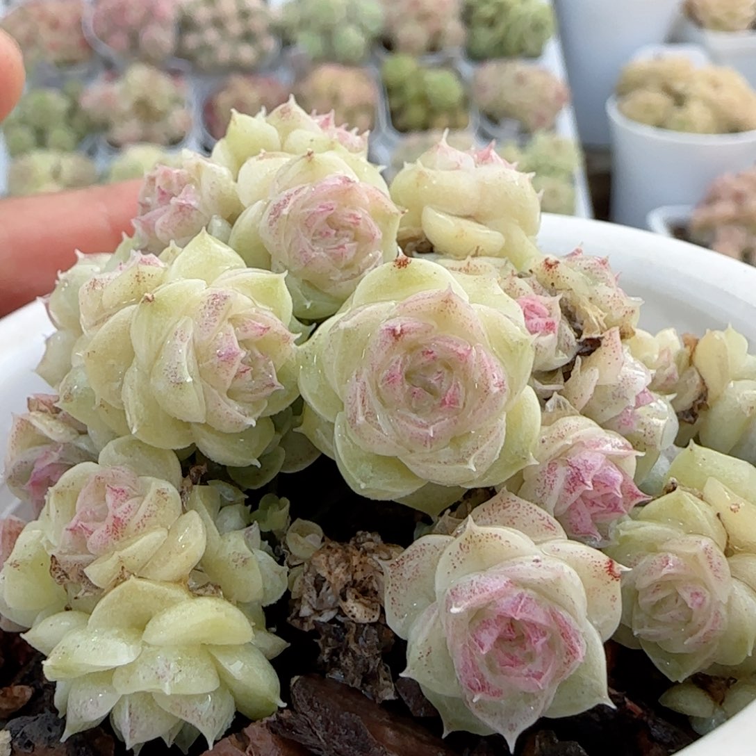 【闪购商品】0113-16散