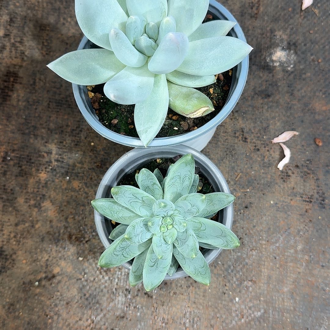 组合两颗美肉福利炸