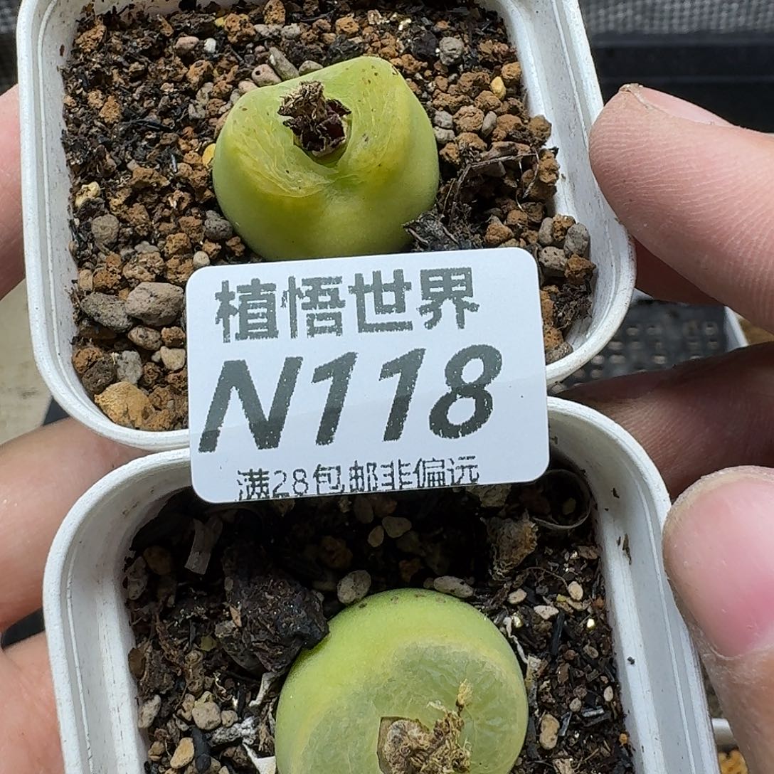 多肉植物的润泽ghh