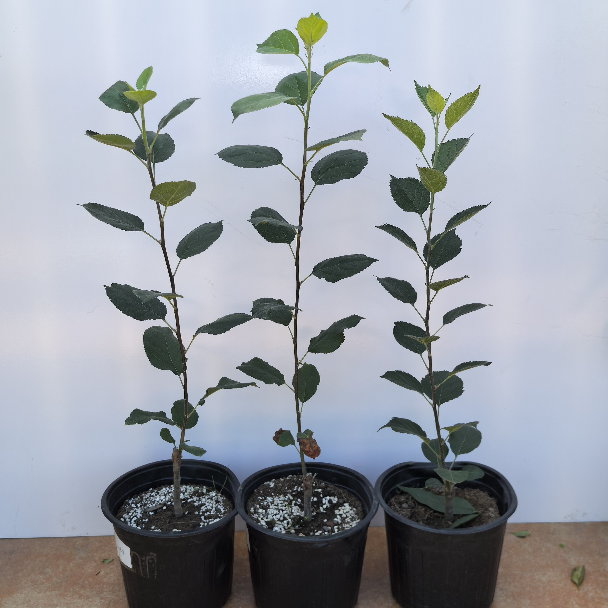 热带苹果适合南方种植的品种家庭盆栽地栽都能结苹果