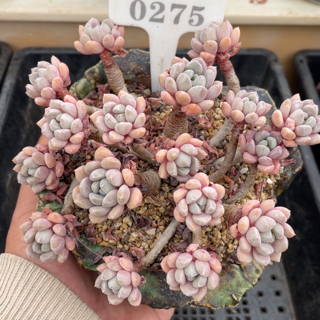 0275特殊系统不带盆14厘米