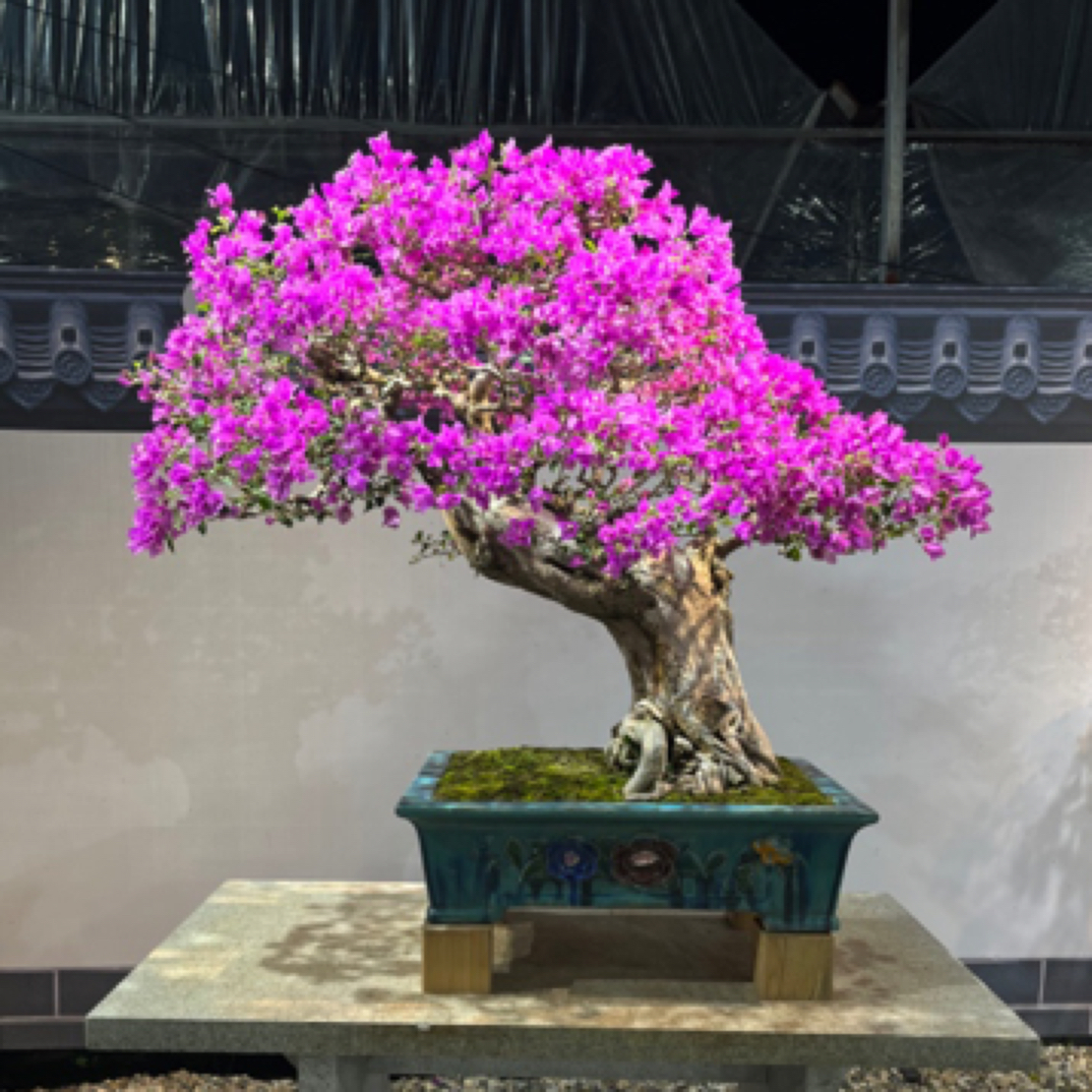 【三角梅盆景植物小叶紫】岭南年功盆景韩国盆栽老桩石楠花大号