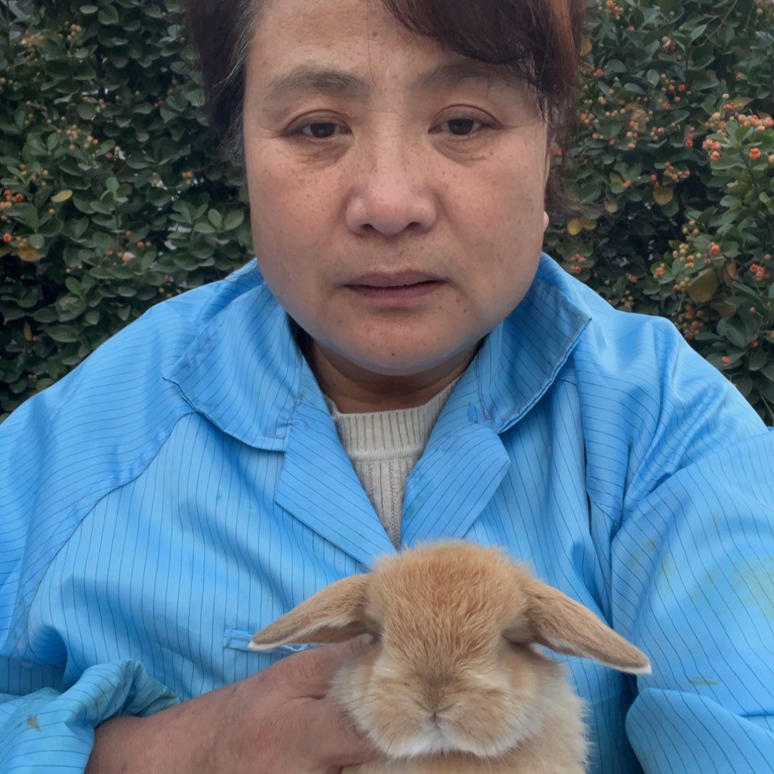 英系安哥拉宠物兔子