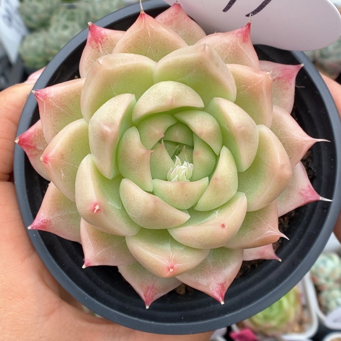 油透麦杆可拍579号。