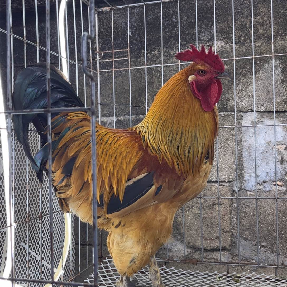 L***9长尾鸡凤凰象限土公鸡一只