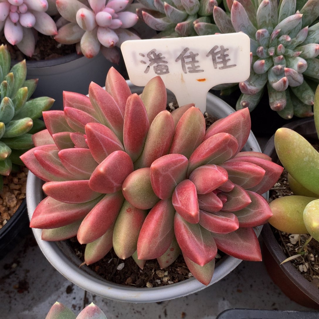 迷雾泡泡72727272727