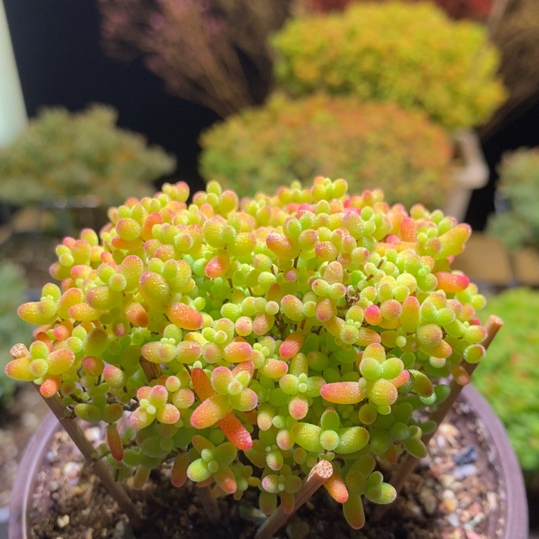 蜜桔枝干番杏444