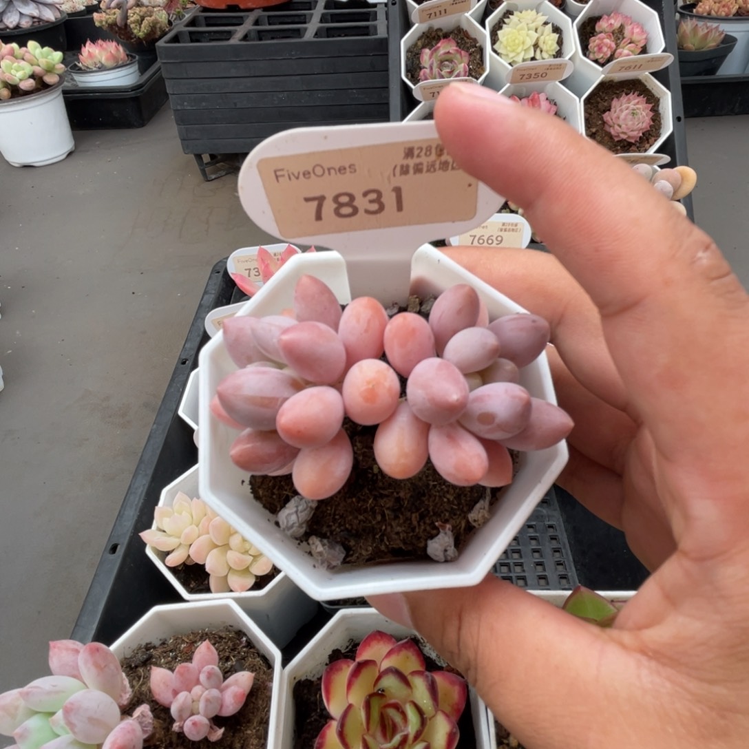 7831粉色恋人5.0厘米