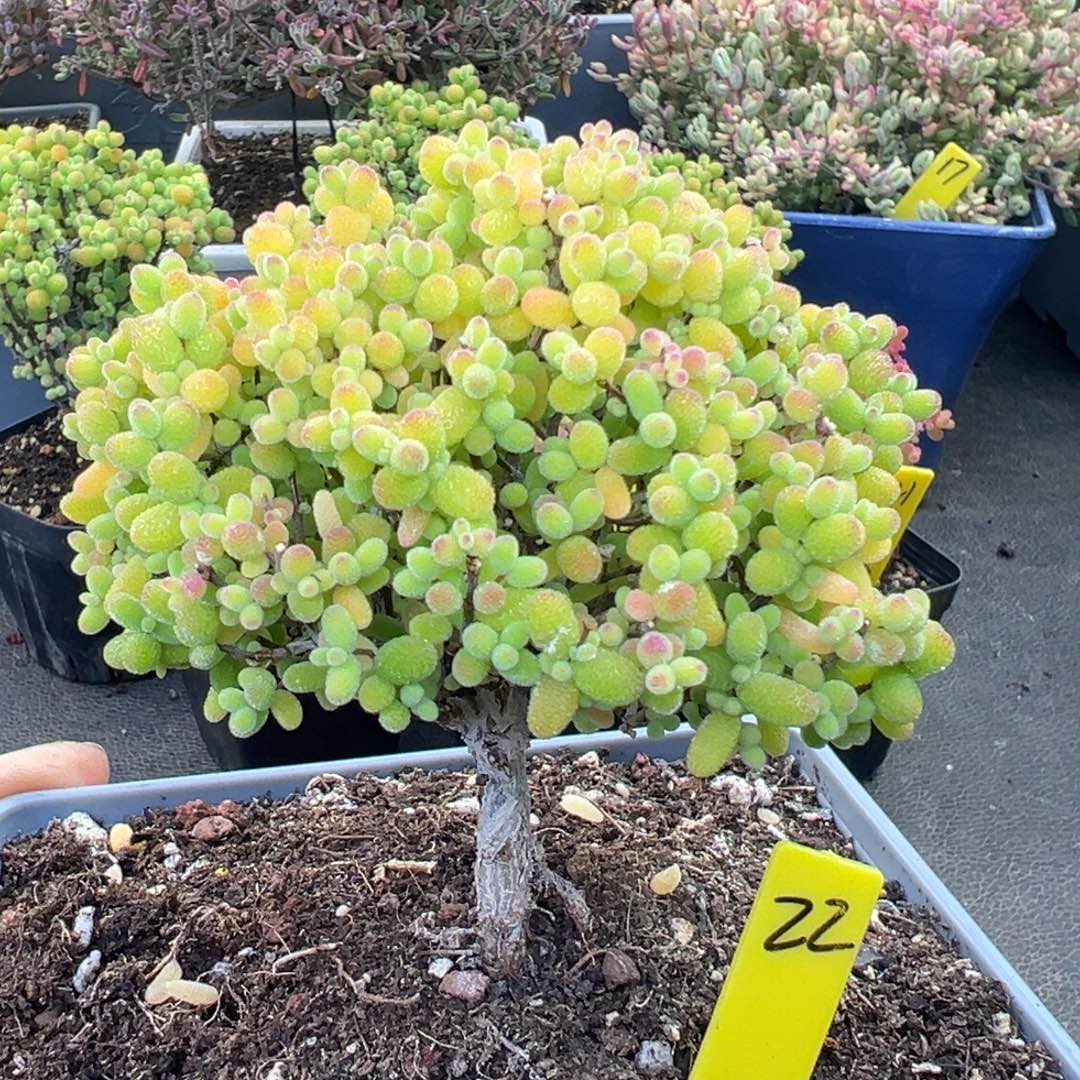 金桔糖球22号12cm盆